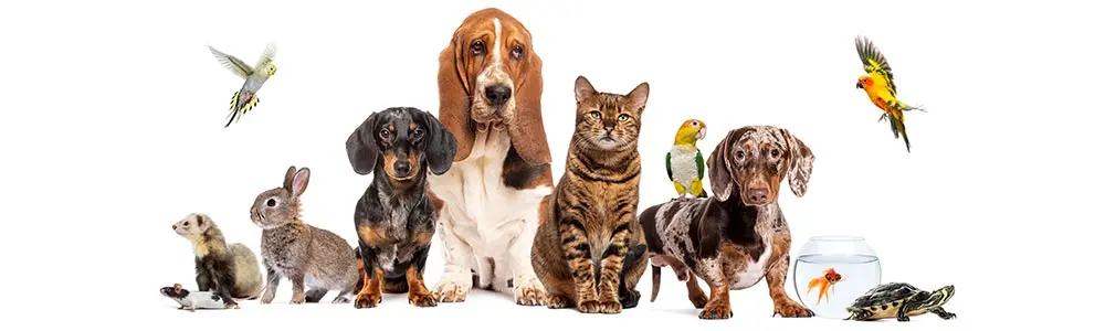 a photo of a group of pets posing together